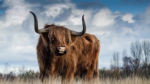 bull on grass